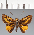  (Hesperiidae_gen sp. CF408 - CFC23827)  @11 [ ] copyright (2023) Center For Collection-Based Research Center For Collection-Based Research