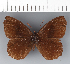  (Pedaliodes sp. CF16 - CFC23840)  @11 [ ] copyright (2023) Center For Collection-Based Research Center For Collection-Based Research