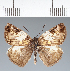  (Hesperiidae_gen sp. CF377 - CFC23887)  @11 [ ] copyright (2023) Center For Collection-Based Research Center For Collection-Based Research
