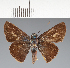  (Hesperiidae_gen sp. CF686 - CFC23891)  @11 [ ] copyright (2023) Center For Collection-Based Research Center For Collection-Based Research