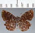  (Hesperiidae_gen sp. CF535 - CFC23910)  @11 [ ] copyright (2023) Center For Collection-Based Research Center For Collection-Based Research