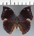  (Memphis sp. CF10 - CFC23952)  @11 [ ] copyright (2023) Center For Collection-Based Research Center For Collection-Based Research