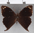  ( - CFC23964)  @11 [ ] copyright (2020) Christer Fahraeus Center For Collection-Based Research
