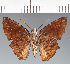  (Hesperiidae_gen sp. CF518 - CFC24003)  @11 [ ] copyright (2023) Center For Collection-Based Research Center For Collection-Based Research