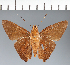  (Hesperiidae_gen sp. CF514 - CFC24008)  @11 [ ] copyright (2023) Center For Collection-Based Research Center For Collection-Based Research