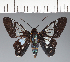  (Hesperiidae_gen sp. CF415 - CFC24027)  @11 [ ] copyright (2023) Center For Collection-Based Research Center For Collection-Based Research