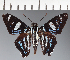  (Hesperiidae_gen sp. CF438 - CFC24035)  @11 [ ] copyright (2023) Center For Collection-Based Research Center For Collection-Based Research