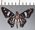  (Hesperiidae_gen sp. CF440 - CFC24036)  @11 [ ] copyright (2023) Center For Collection-Based Research Center For Collection-Based Research