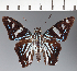  (Hesperiidae_gen sp. CF442 - CFC24037)  @11 [ ] copyright (2023) Center For Collection-Based Research Center For Collection-Based Research