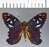  (Hesperiidae_gen sp. CF407 - CFC24039)  @11 [ ] copyright (2023) Center For Collection-Based Research Center For Collection-Based Research