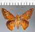  (Hesperiidae_gen sp. CF378 - CFC24043)  @11 [ ] copyright (2023) Center For Collection-Based Research Center For Collection-Based Research