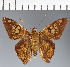  (Hesperiidae_gen sp. CF403 - CFC24044)  @11 [ ] copyright (2023) Center For Collection-Based Research Center For Collection-Based Research
