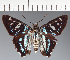  (Hesperiidae_gen sp. CF439 - CFC24047)  @11 [ ] copyright (2023) Center For Collection-Based Research Center For Collection-Based Research