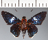  (Hesperiidae_gen sp. CF432 - CFC24049)  @11 [ ] copyright (2023) Center For Collection-Based Research Center For Collection-Based Research