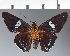  (Hesperiidae_gen sp. CF431 - CFC24051)  @11 [ ] copyright (2023) Center For Collection-Based Research Center For Collection-Based Research