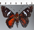  (Hesperiidae_gen sp. CF382 - CFC24057)  @11 [ ] copyright (2023) Center For Collection-Based Research Center For Collection-Based Research
