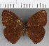  (Forsterinaria sp. CF01 - CFC24116)  @11 [ ] copyright (2020) Christer Fahraeus Center For Collection-Based Research