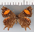  (Daedalma boliviana - CFC24131)  @11 [ ] copyright (2021) Center For Collection-Based Research Center For Collection-Based Research