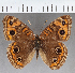  (Junonia sp. CF05 - CFC24237)  @11 [ ] copyright (2021) Center For Collection-Based Research Center For Collection-Based Research