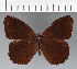  (Pedaliodes sp. CF18 - CFC24247)  @11 [ ] copyright (2023) Center For Collection-Based Research Center For Collection-Based Research