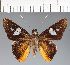  (Hesperiidae_gen sp. CF413 - CFC24299)  @11 [ ] copyright (2023) Center For Collection-Based Research Center For Collection-Based Research