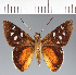  (Hesperiidae_gen sp. CF406 - CFC24300)  @11 [ ] copyright (2023) Center For Collection-Based Research Center For Collection-Based Research