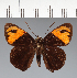  (Hesperiidae_gen sp. CF383 - CFC24301)  @11 [ ] copyright (2023) Center For Collection-Based Research Center For Collection-Based Research