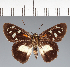  (Hesperiidae_gen sp. CF420 - CFC24311)  @11 [ ] copyright (2023) Center For Collection-Based Research Center For Collection-Based Research