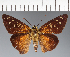  (Hesperiidae_gen sp. CF380 - CFC24377)  @11 [ ] copyright (2023) Center For Collection-Based Research Center For Collection-Based Research