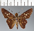  (Hesperiidae_gen sp. CF688 - CFC24392)  @11 [ ] copyright (2023) Center For Collection-Based Research Center For Collection-Based Research