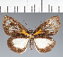  (Hesperiidae_gen sp. CF206 - CFC24405)  @11 [ ] copyright (2023) Center For Collection-Based Research Center For Collection-Based Research