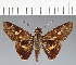  (Hesperiidae_gen sp. CF679 - CFC24424)  @11 [ ] copyright (2023) Center For Collection-Based Research Center For Collection-Based Research
