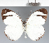  (Pieridae_gen sp. CF131 - CFC24451)  @11 [ ] copyright (2023) Center For Collection-Based Research Center For Collection-Based Research