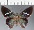  (Hesperiidae_gen sp. CF437 - CFC24894)  @11 [ ] copyright (2023) Center For Collection-Based Research Center For Collection-Based Research