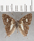  ( - CFC24927)  @11 [ ] Copyright (2020) Christer Fahraeus Center For Collection-Based Research