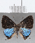  ( - CFC24930)  @11 [ ] Copyright (2020) Christer Fahraeus Center For Collection-Based Research