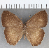  (Sepona - CFC24978)  @11 [ ] copyright (2020) Christer Fahraeus Center For Collection-Based Research