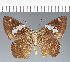  (Hesperiidae_gen sp. CF667 - CFC24994)  @11 [ ] copyright (2023) Center For Collection-Based Research Center For Collection-Based Research