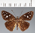  (Hesperiidae_gen sp. CF411 - CFC25173)  @11 [ ] copyright (2023) Center For Collection-Based Research Center For Collection-Based Research
