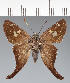  (Hesperiidae_gen sp. CF515 - CFC25174)  @11 [ ] copyright (2023) Center For Collection-Based Research Center For Collection-Based Research