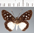  (Hesperiidae_gen sp. CF421 - CFC25176)  @11 [ ] copyright (2023) Center For Collection-Based Research Center For Collection-Based Research