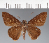  (Hesperiidae_gen sp. CF678 - CFC25179)  @11 [ ] copyright (2023) Center For Collection-Based Research Center For Collection-Based Research