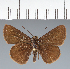  (Hesperiidae_gen sp. CF526 - CFC25206)  @11 [ ] copyright (2023) Center For Collection-Based Research Center For Collection-Based Research