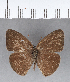  (Hermeuptychia canthe - CFC02526)  @12 [ ] Copyright (2018) Christer Fahraeus Center For Collection-Based Research