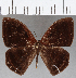  (Mesosemia sp. CF261 - CFC25276)  @11 [ ] Copyright (2019) Christer Fahraeus Center For Collection-Based Research