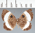  ( - CFC25334)  @11 [ ] copyright (2022) Center For Collection-Based Research Center For Collection-Based Research