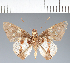  (Hesperiidae_gen sp. CF673 - CFC25391)  @11 [ ] copyright (2023) Center For Collection-Based Research Center For Collection-Based Research
