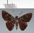  (Hesperiidae_gen sp. CF520 - CFC25409)  @11 [ ] copyright (2023) Center For Collection-Based Research Center For Collection-Based Research
