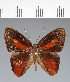  ( - CFC25414)  @11 [ ] copyright (2022) Center For Collection-Based Research Center For Collection-Based Research