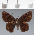  (Hesperiidae_gen sp. CF539 - CFC25424)  @11 [ ] copyright (2023) Center For Collection-Based Research Center For Collection-Based Research